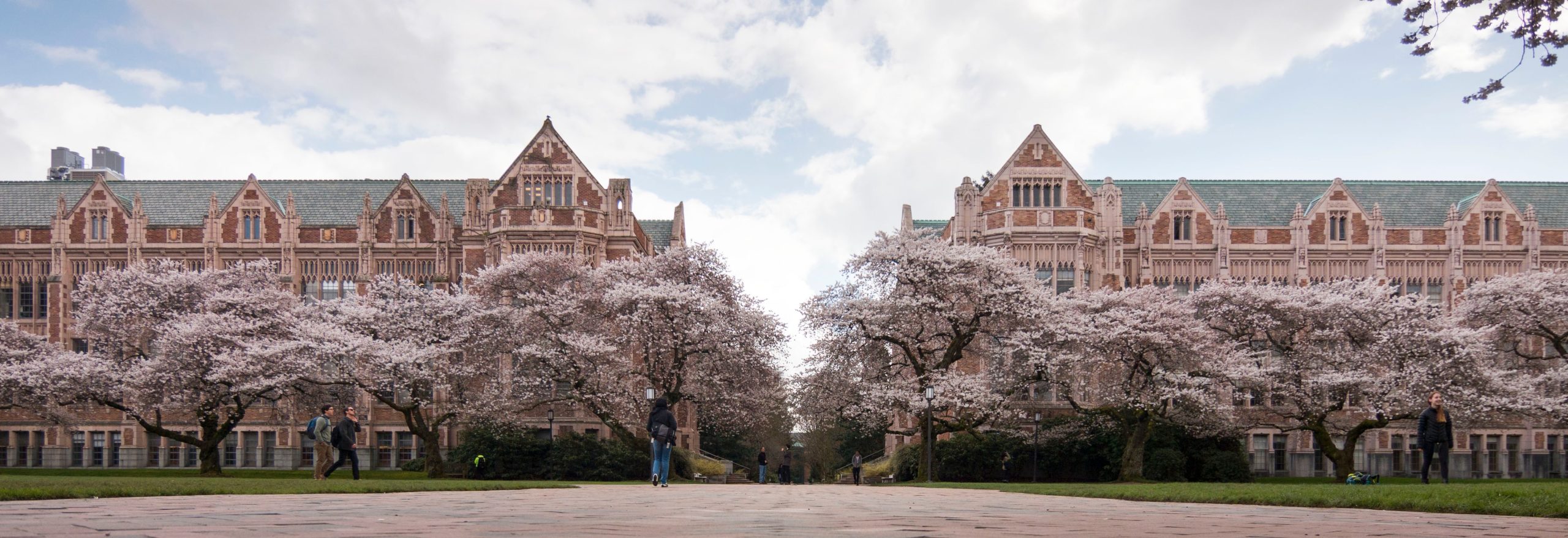 Cherry blossoms on the UW Quad. Photo by Katherine B. Turner/ UW